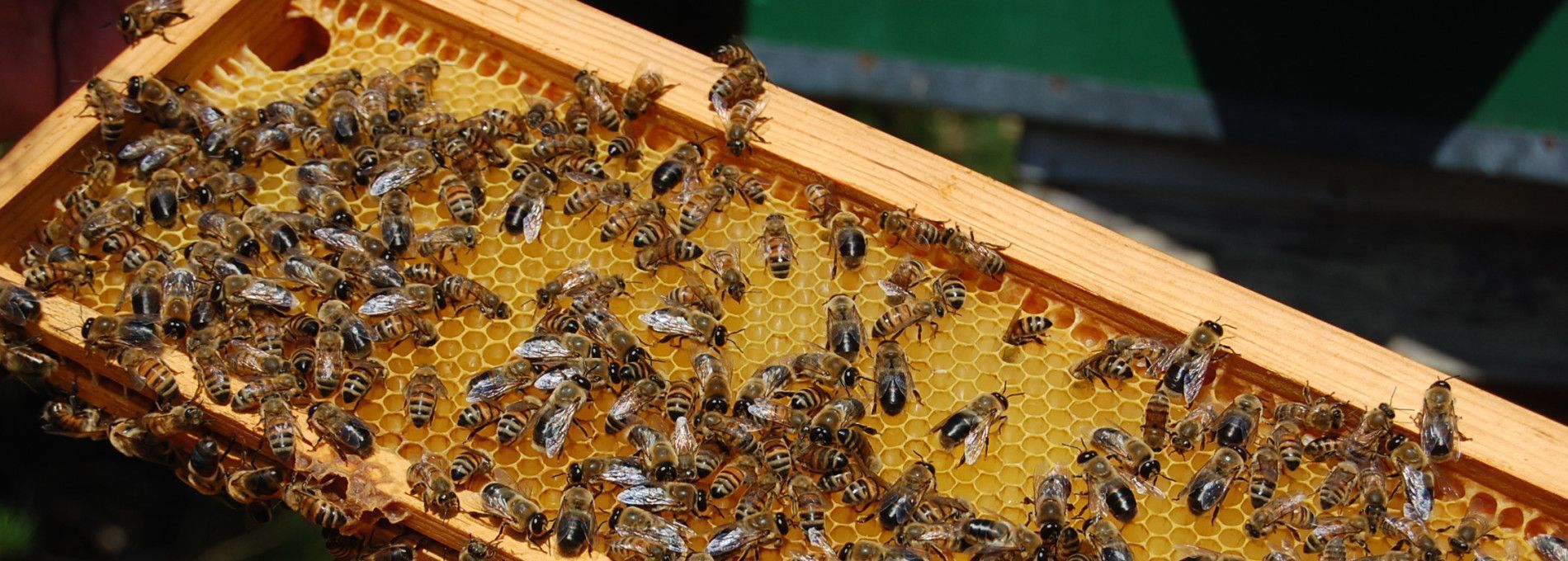 Amelander honing - Amelands Produkt - VVV Ameland
