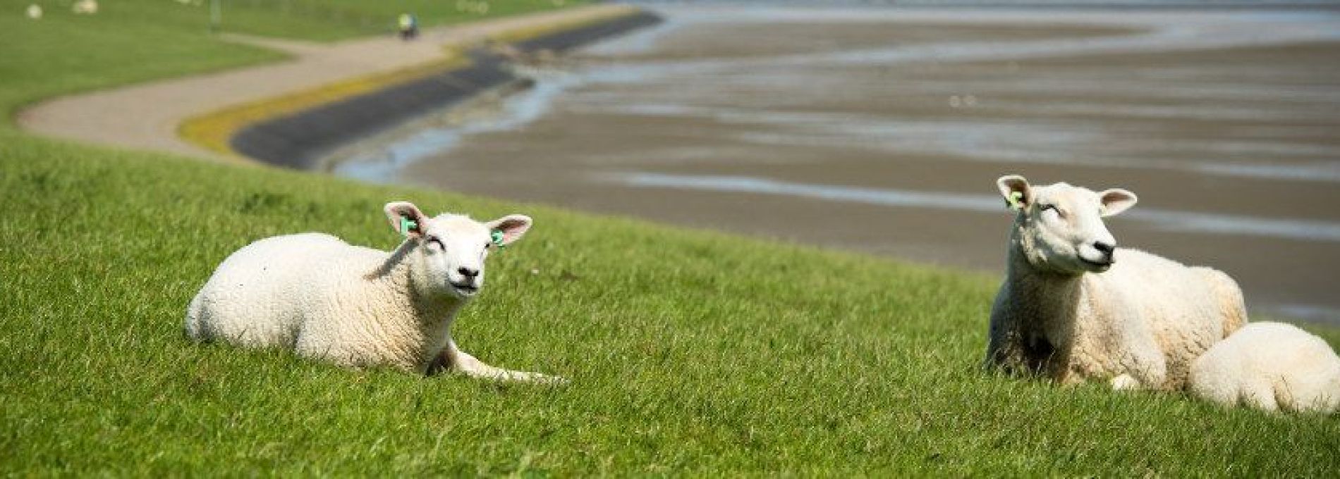 Veelgestelde vragen over betaling - VVV Ameland