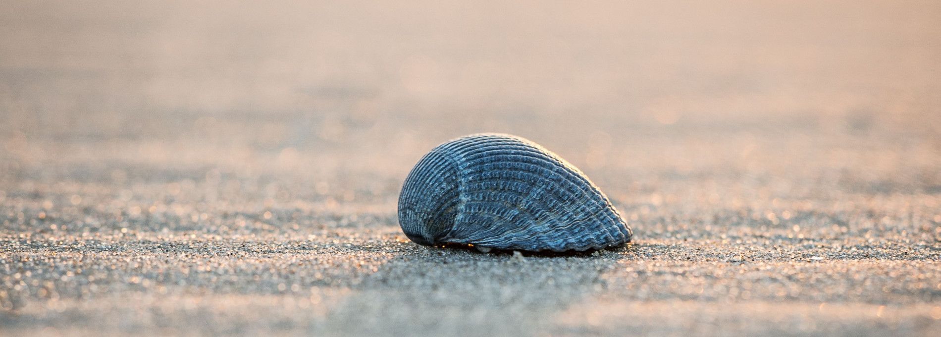 De Wadden Ameland - verhuur & beheer - VVV Ameland