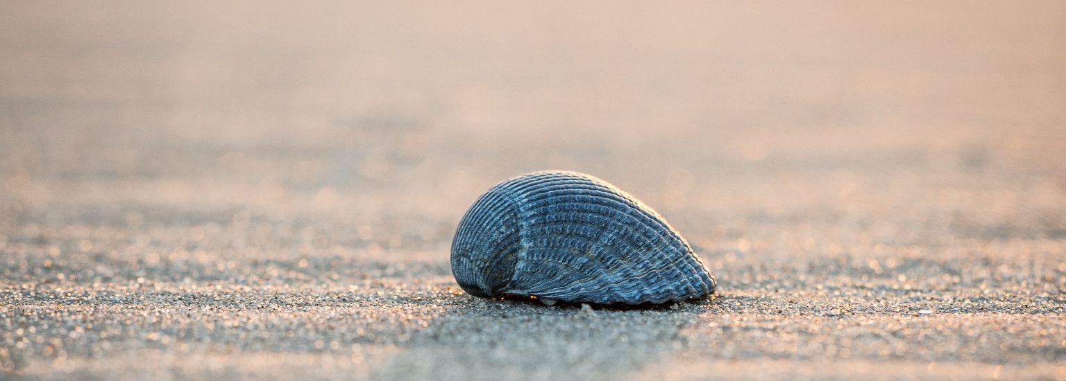De Wadden Ameland - verhuur & beheer - VVV Ameland