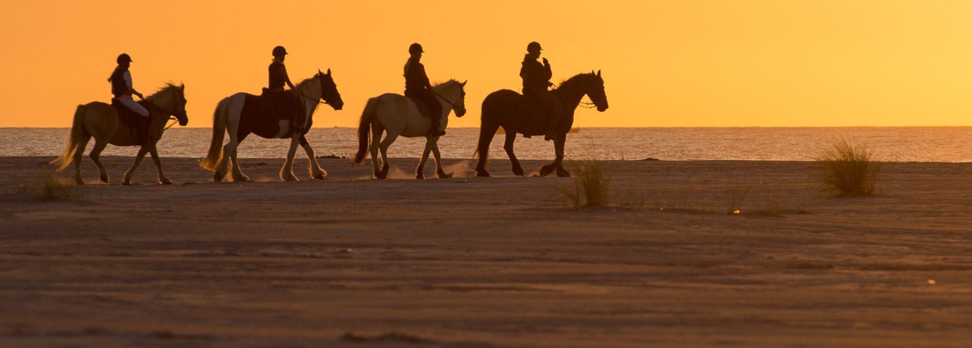 Paardrijden en huifkartochten - VVV Ameland