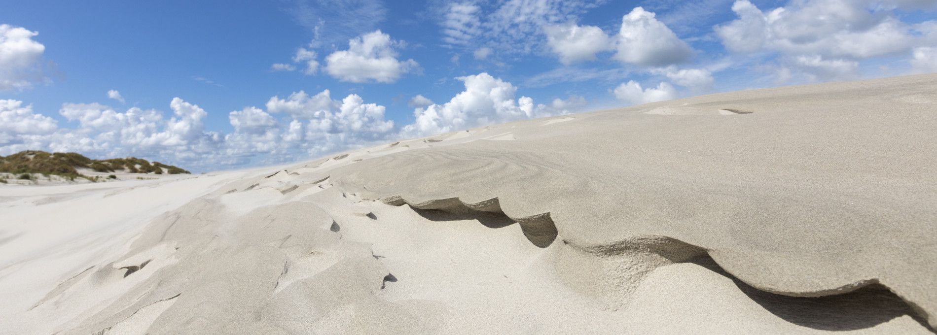 Strand- en schelpenexcursie - VVV Ameland