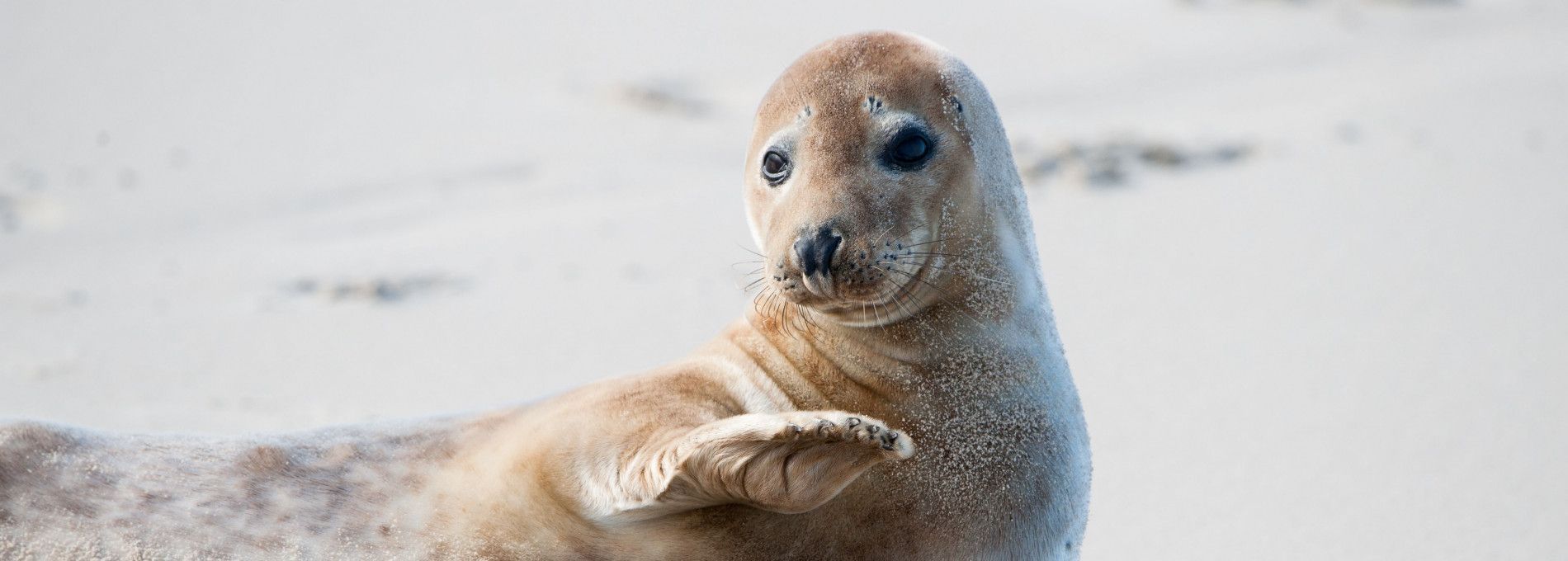 Robbentochten op Ameland - VVV Ameland