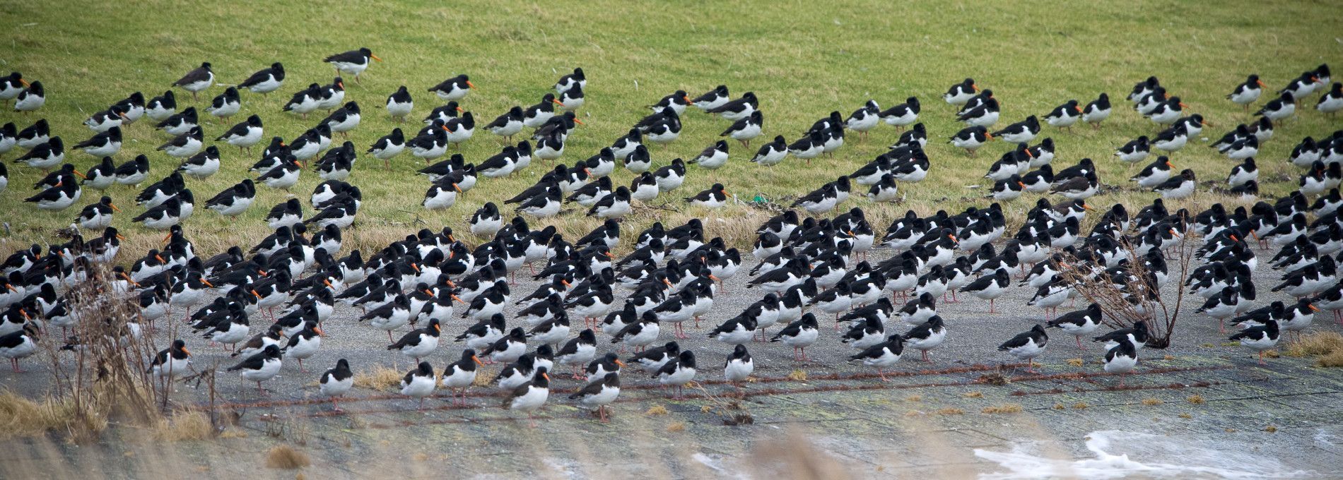 Vogels op Ameland - VVV Ameland