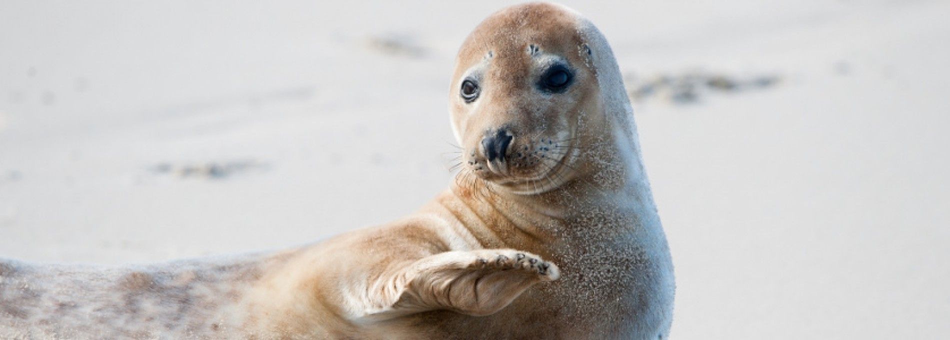 Zien en doen - VVV Ameland