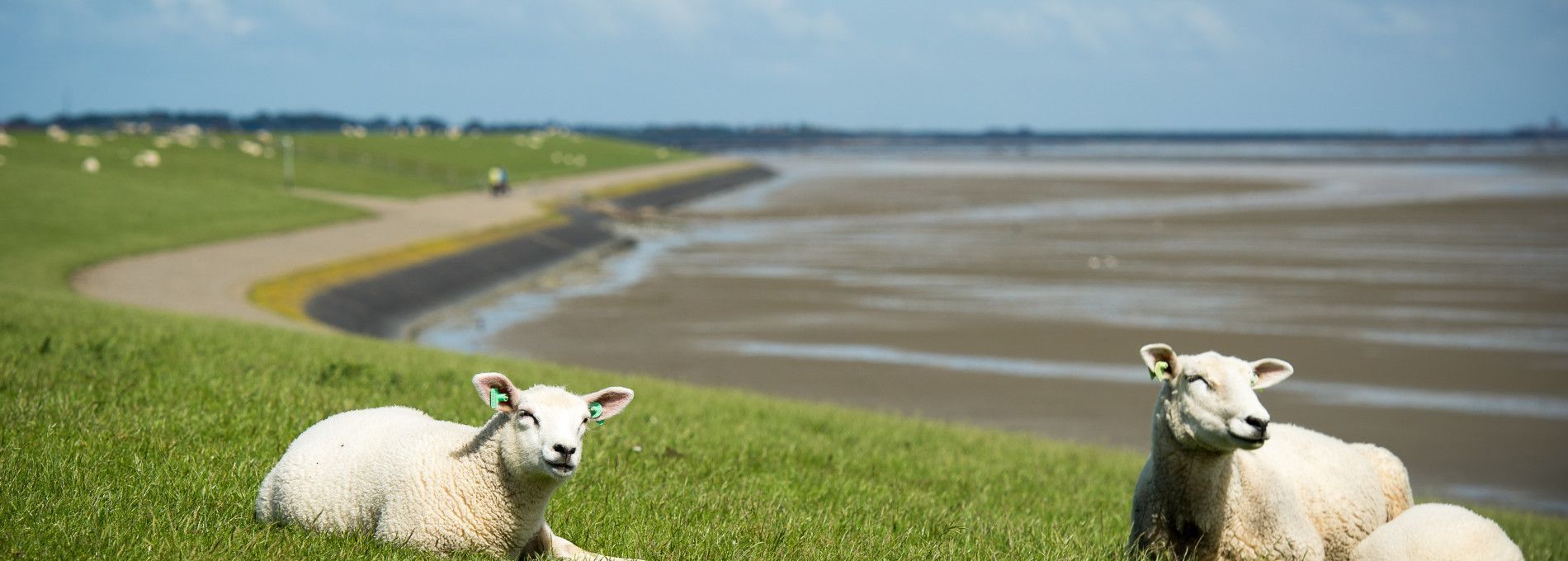 Taxivervoer - VVV Ameland