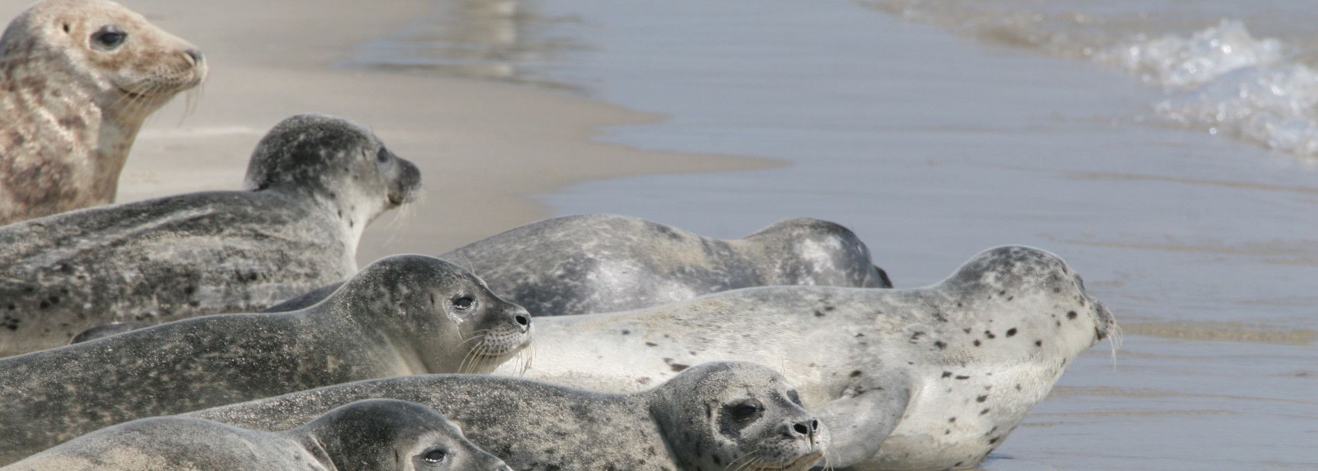 Zeehondenarrangement - VVV Ameland