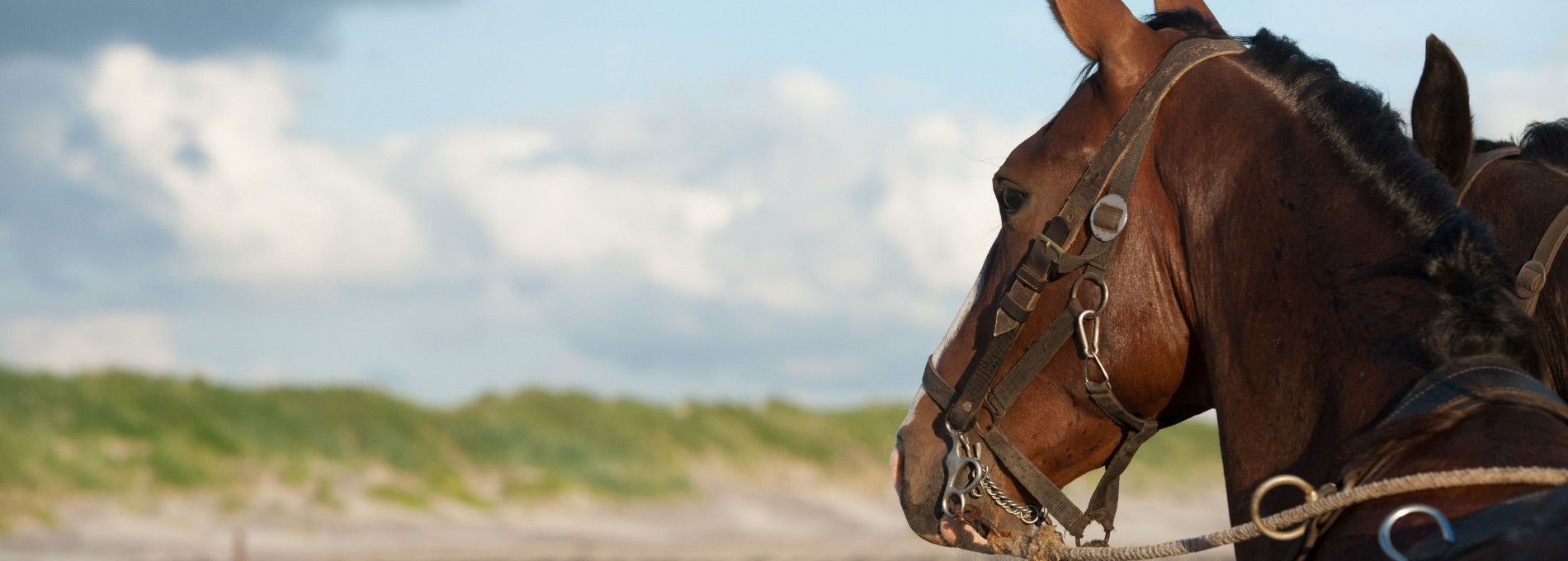 Demonstratie paardenreddingboot - VVV Ameland