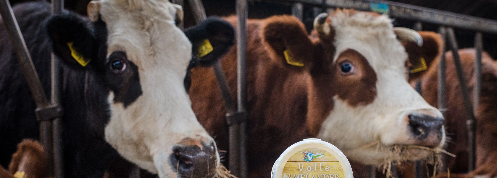 Amelander, biologisch rundvlees - Amelands Produkt - VVV Ameland