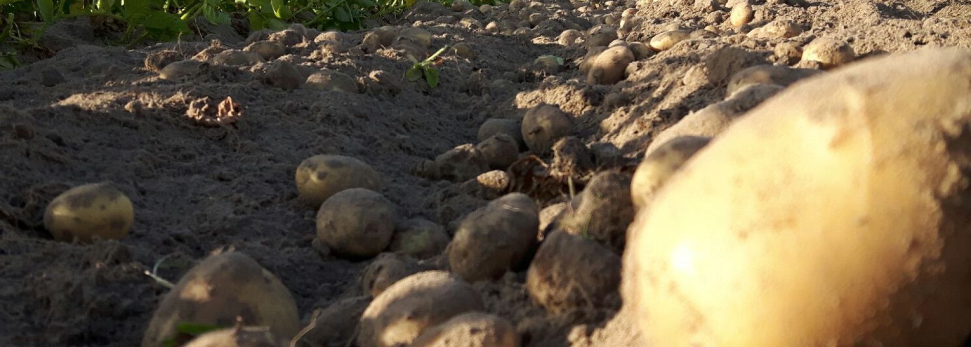 Amelander aardappelen - Amelands Produkt - VVV Ameland