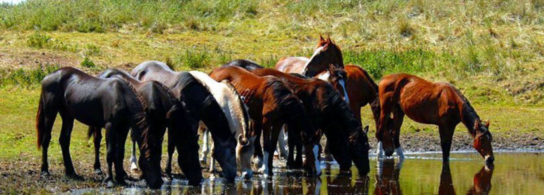 Paardeneiland Ameland - VVV Ameland