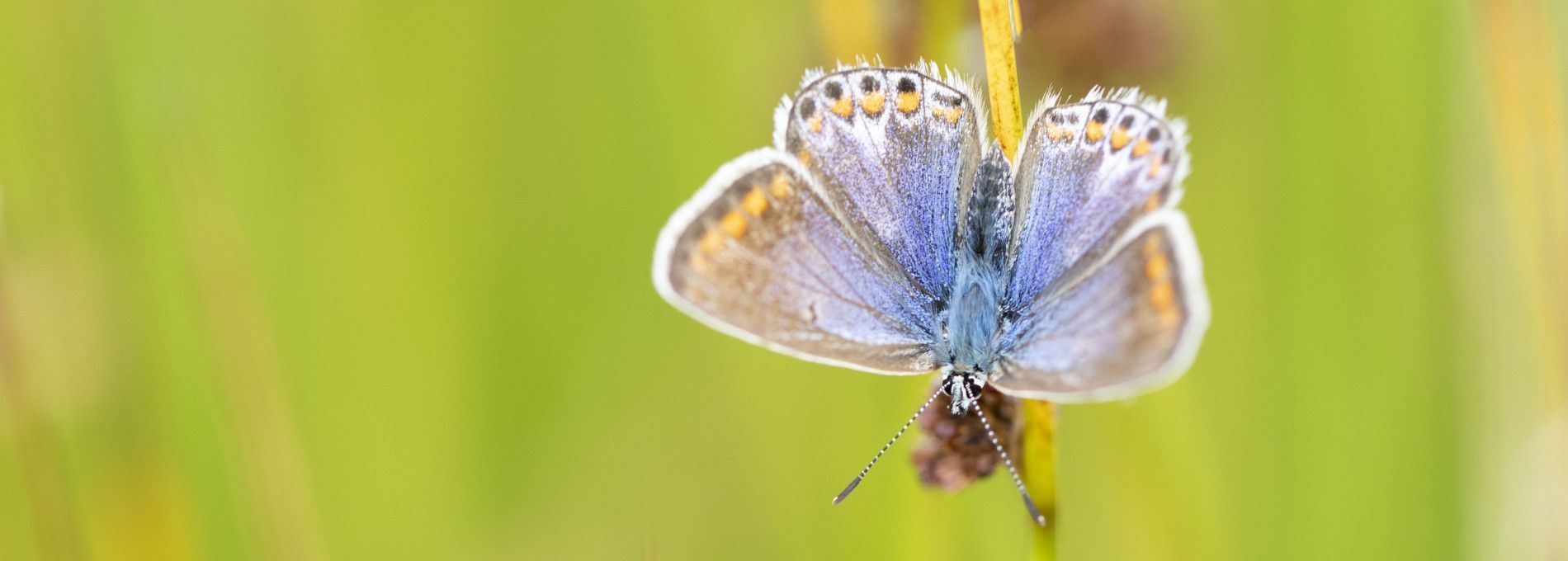 Flora en fauna Ameland