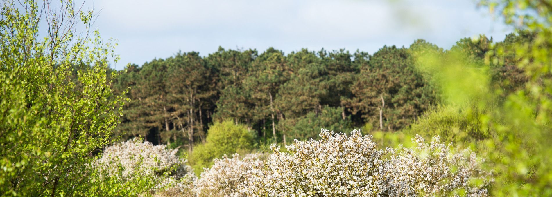 Staatsbosbeheer - VVV Ameland