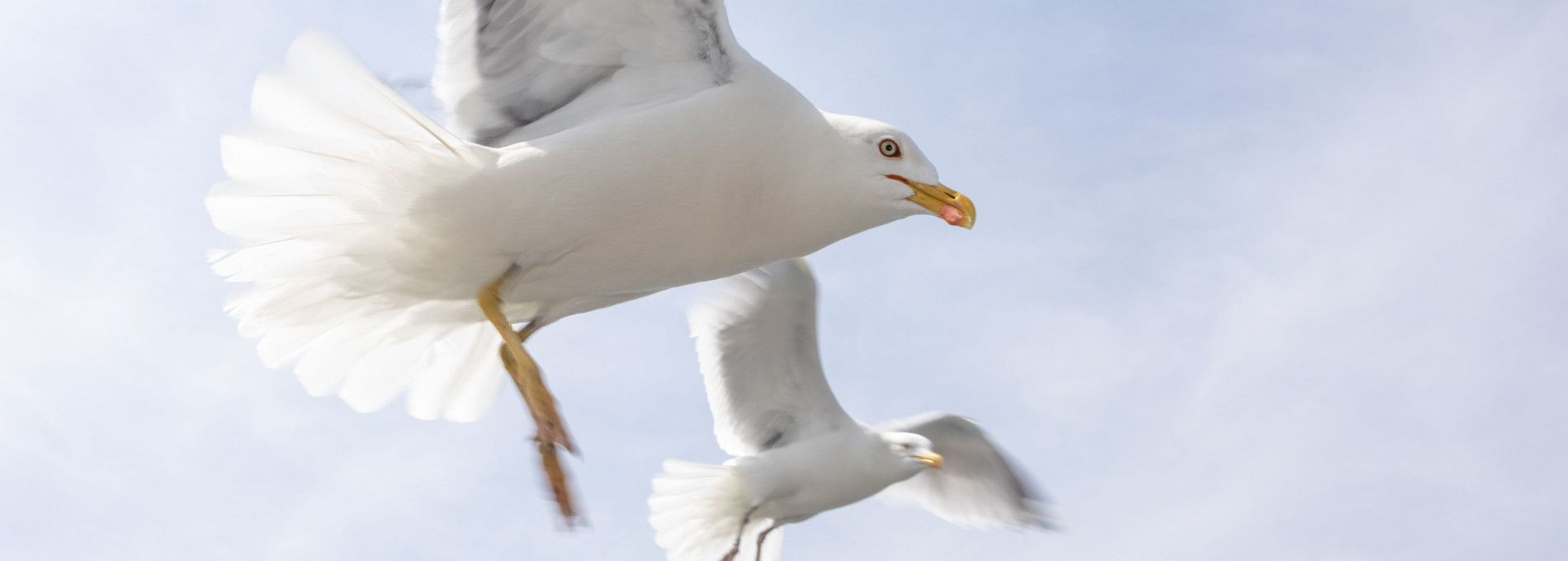 Dierenambulance Ameland - VVV Ameland