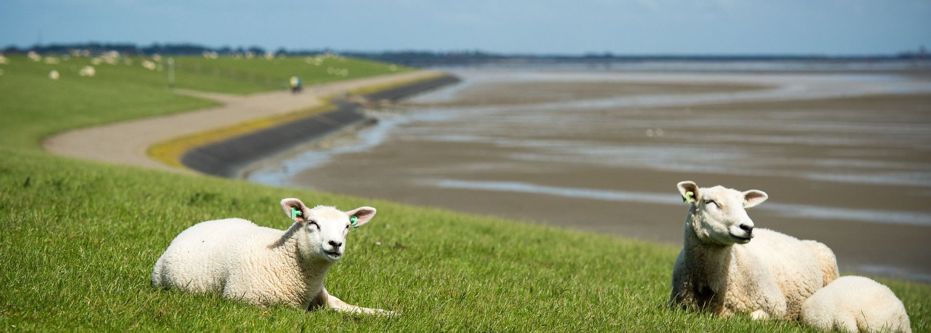 Vakantiehuizen Nes 7 of meer personen - VVV Ameland