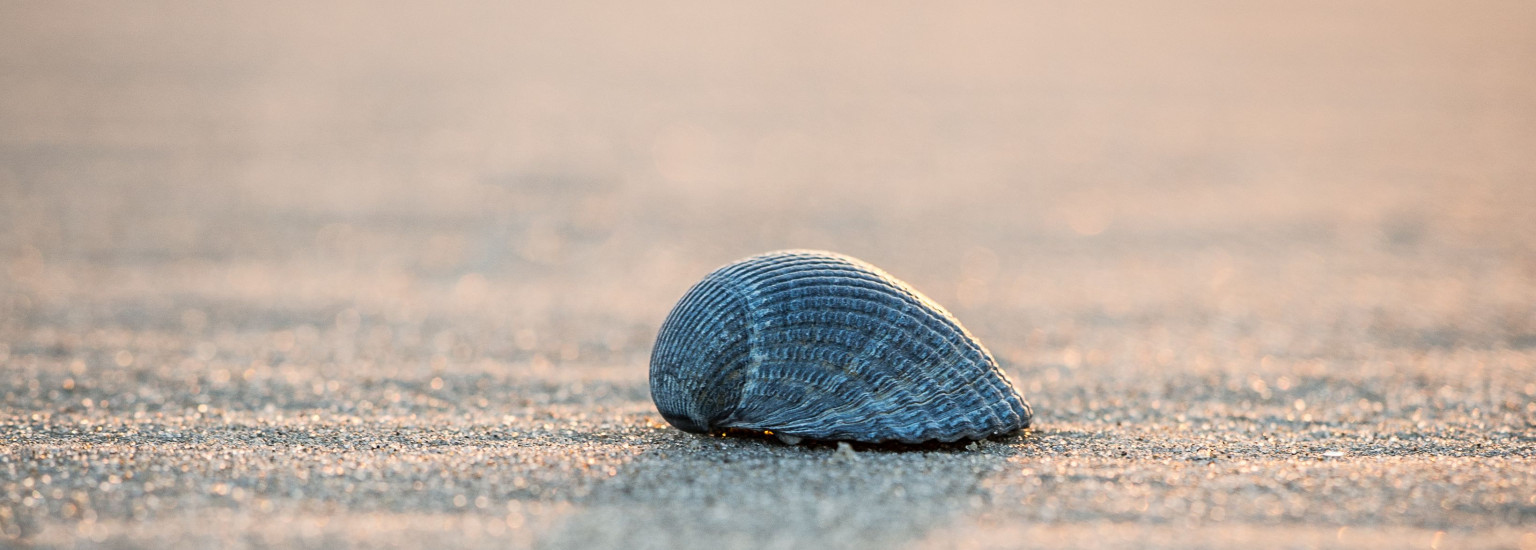 Verhalenmiddag Van Buren naar Burenlaan  - VVV Ameland