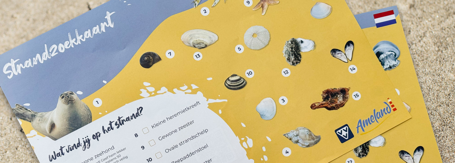 Schelpen zoeken met de Strandzoekkaart (Gratis) - VVV Ameland