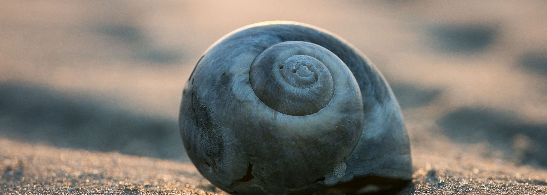 Meeuw Jonathan - VVV Ameland