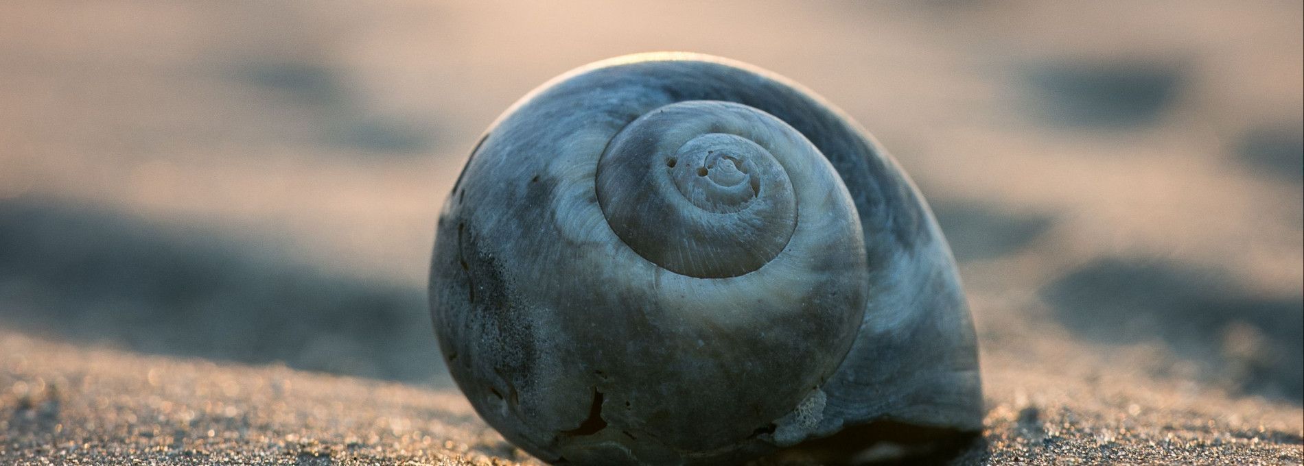 Het Ree - VVV Ameland