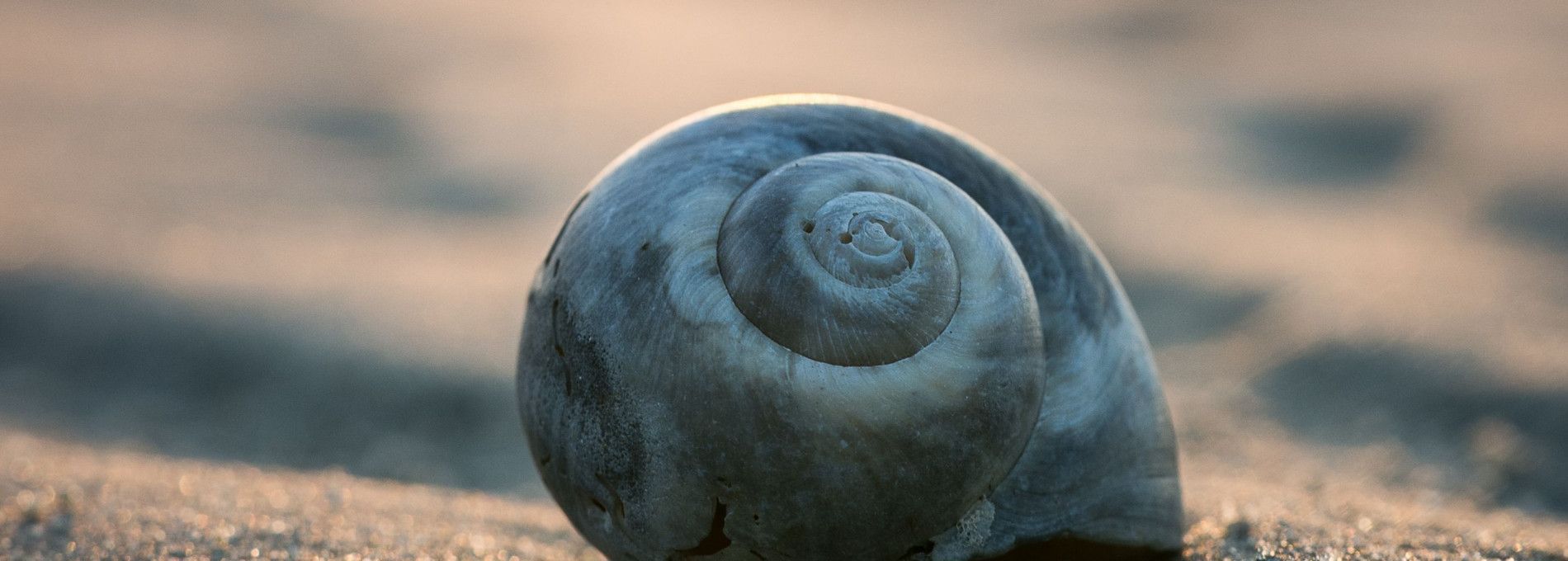 Piggelmee - VVV Ameland