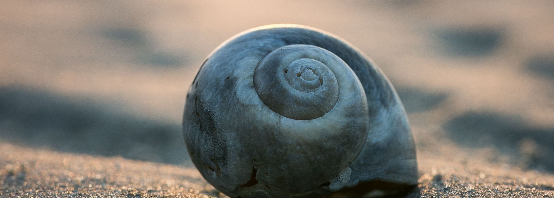 De Akelei R9 - VVV Ameland