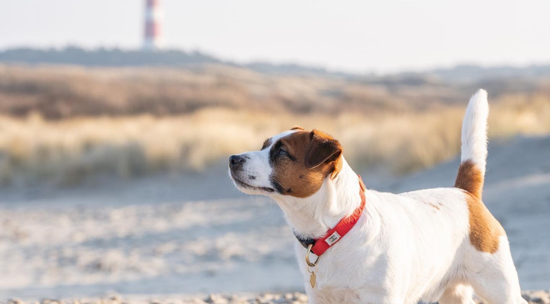 Vervoer op Ameland - met hond - VVV Ameland