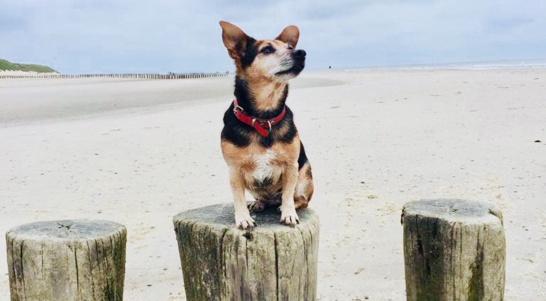 Zien en doen - met hond - VVV Ameland