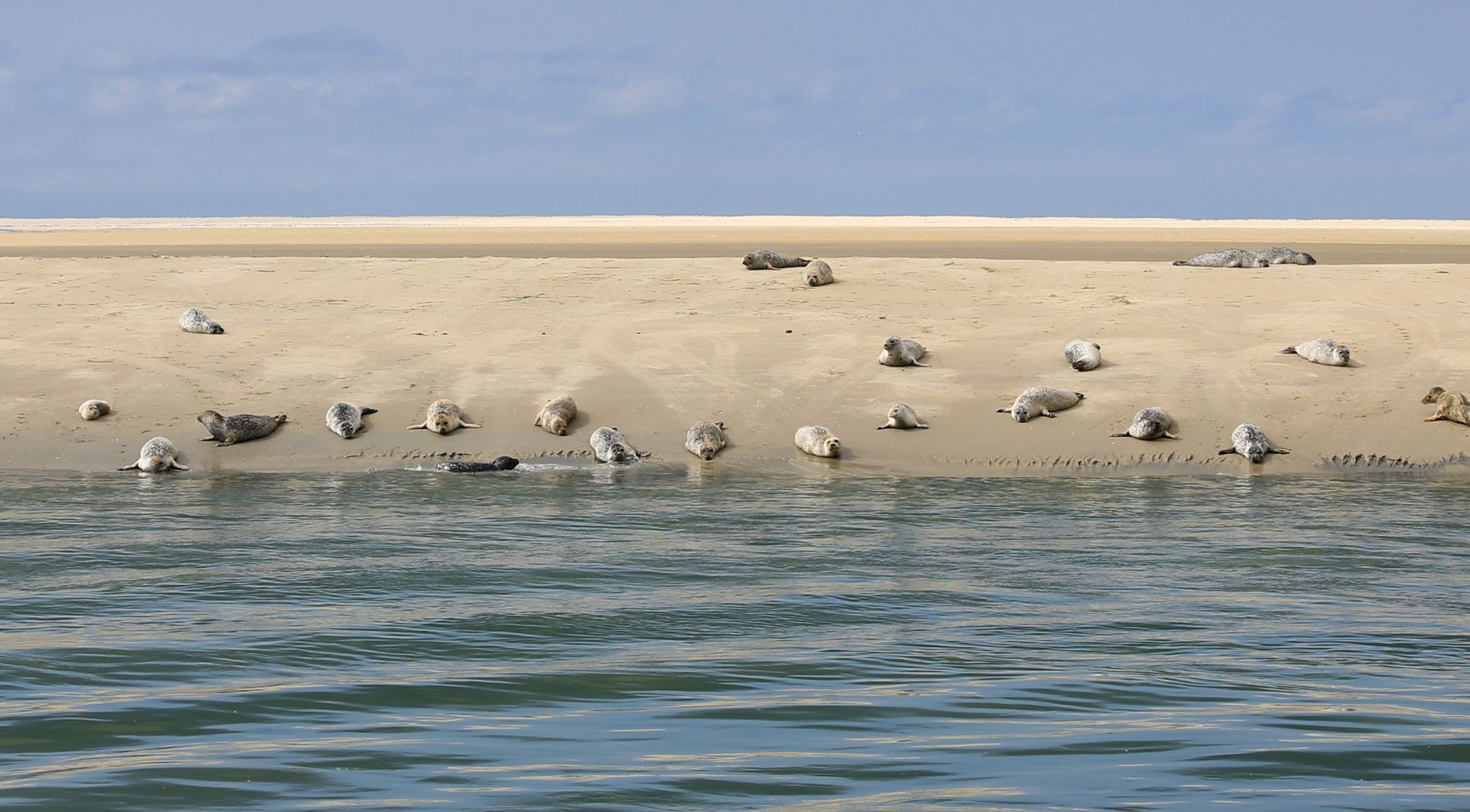 Waddenhoppen - VVV Ameland