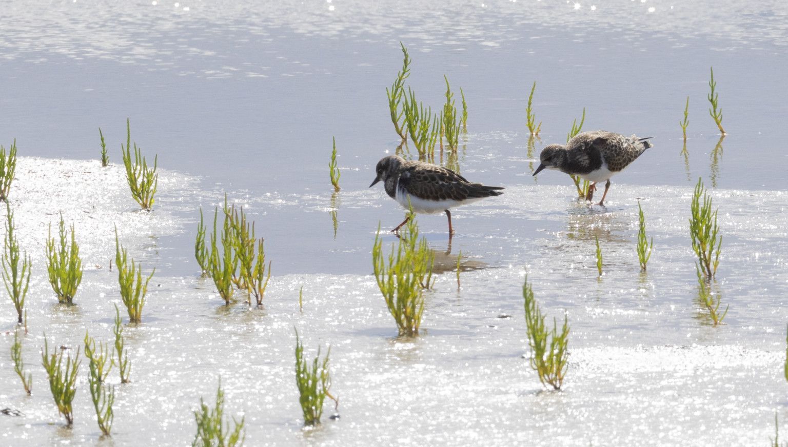 Buurder Steiger - VVV Ameland
