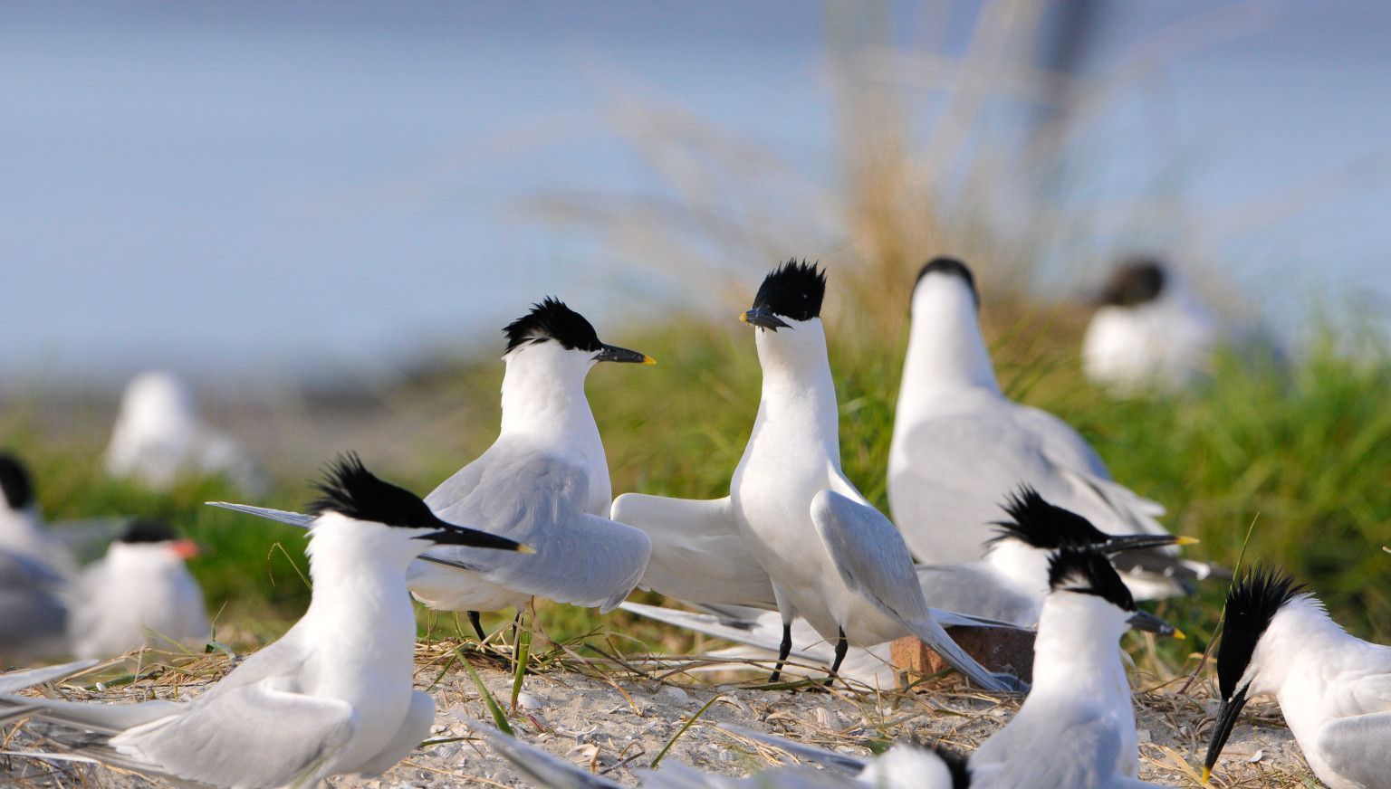 Buurder Steiger - VVV Ameland