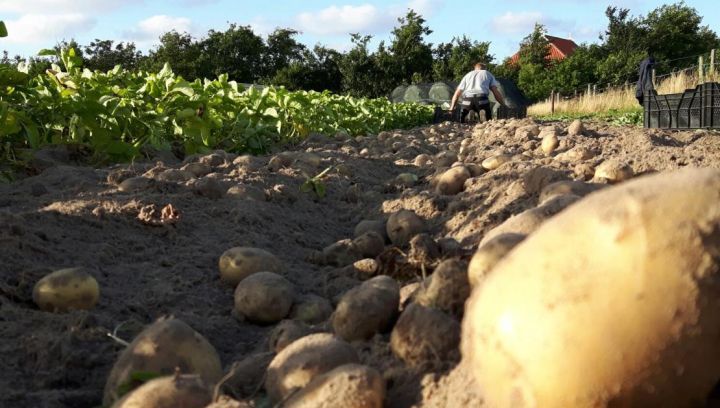 Amelander aardappelen - Amelands Produkt - VVV Ameland