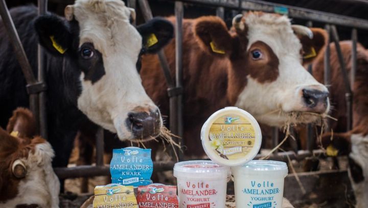 Amelander, biologisch rundvlees - Amelands Produkt - VVV Ameland