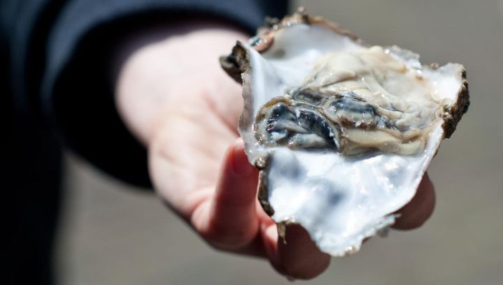 Amelander oesters, harderfilet en zeebaars - Amelands Produkt - VVV Ameland