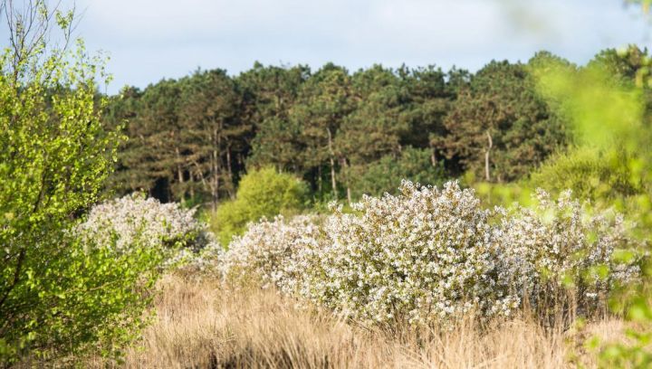 Bos en Duinexcursie - VVV Ameland