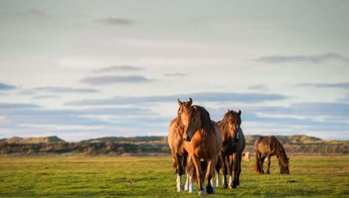 Vakantiehuizen Buren 5 of meer personen - VVV Ameland