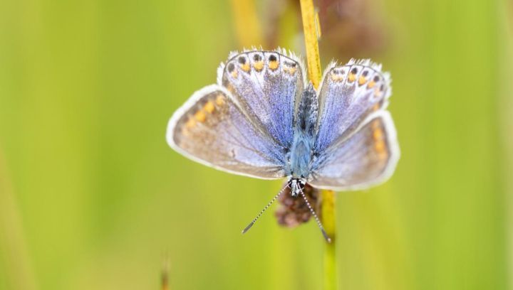 Flora en fauna Ameland