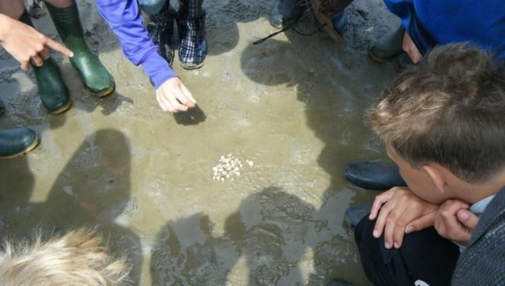 Mini wadexcursie - VVV Ameland