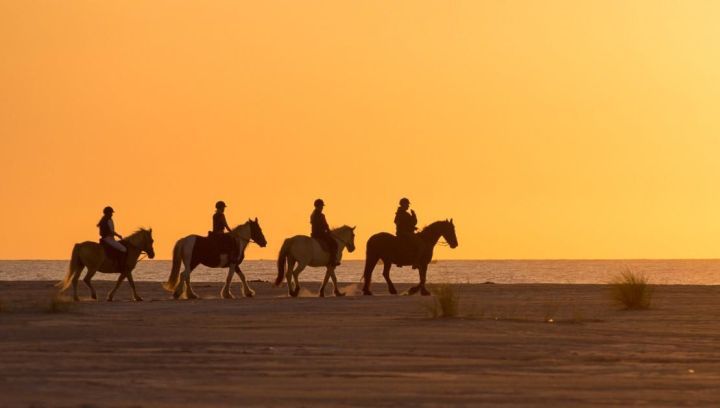 Paardrijden en huifkartochten - VVV Ameland