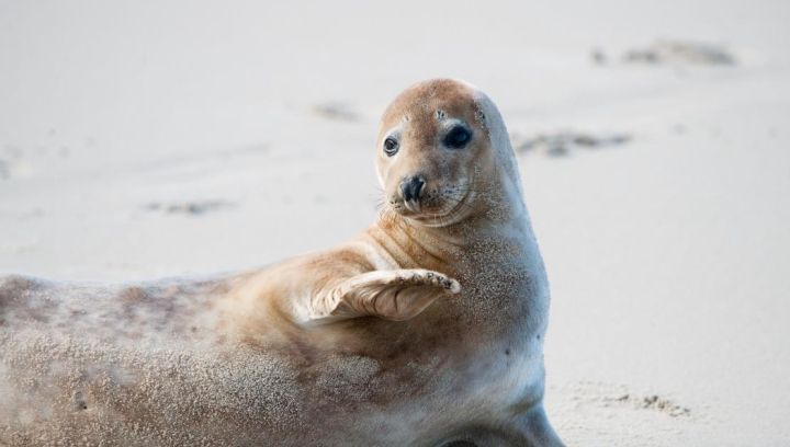 Robbentochten op Ameland - VVV Ameland