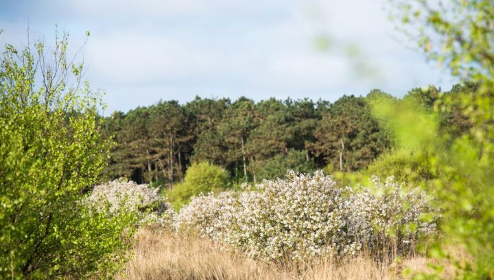 Staatsbosbeheer - VVV Ameland