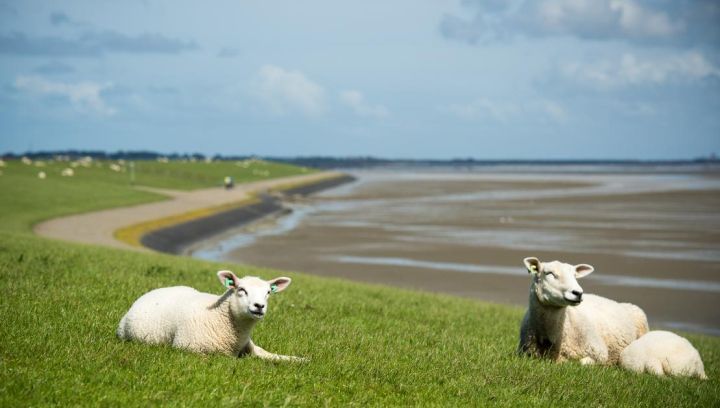 Taxivervoer - VVV Ameland