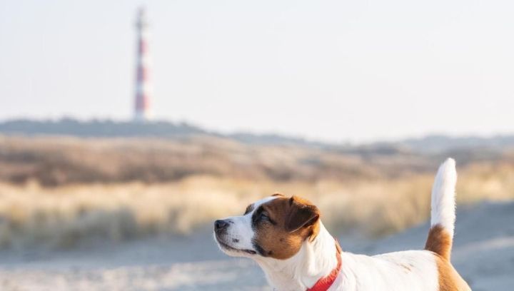 Ameland met hond - VVV Ameland