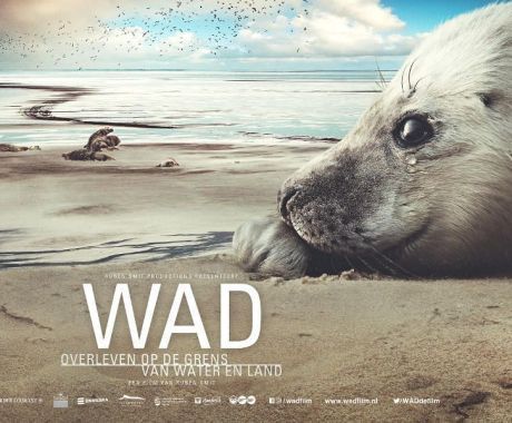 Film 'WAD, overleven op de grens van water en land' op Ameland - Ruben Smit Productions