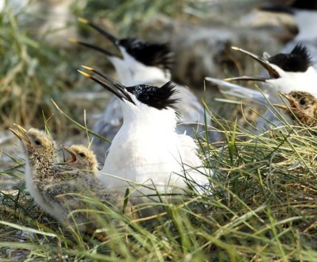 Natuur - VVV Ameland