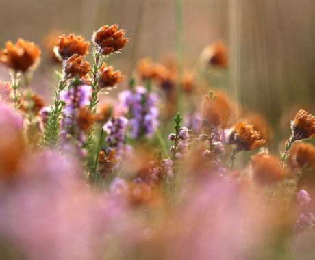 Natuur - VVV Ameland