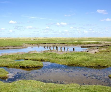 Natuur - VVV Ameland