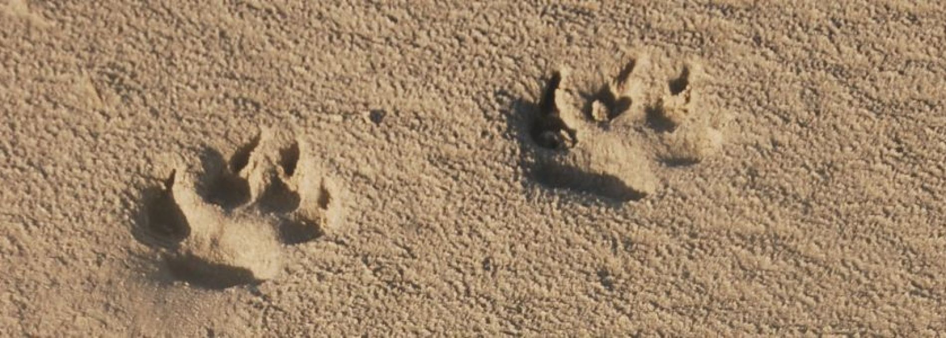 Veelgestelde vragen over huisdieren op Ameland - VVV Ameland