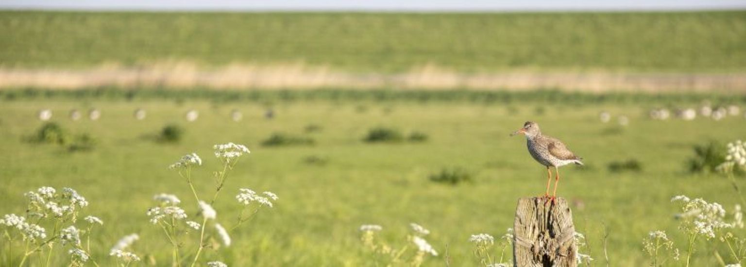 Veelgestelde vragen over dieren op Ameland - VVV Ameland