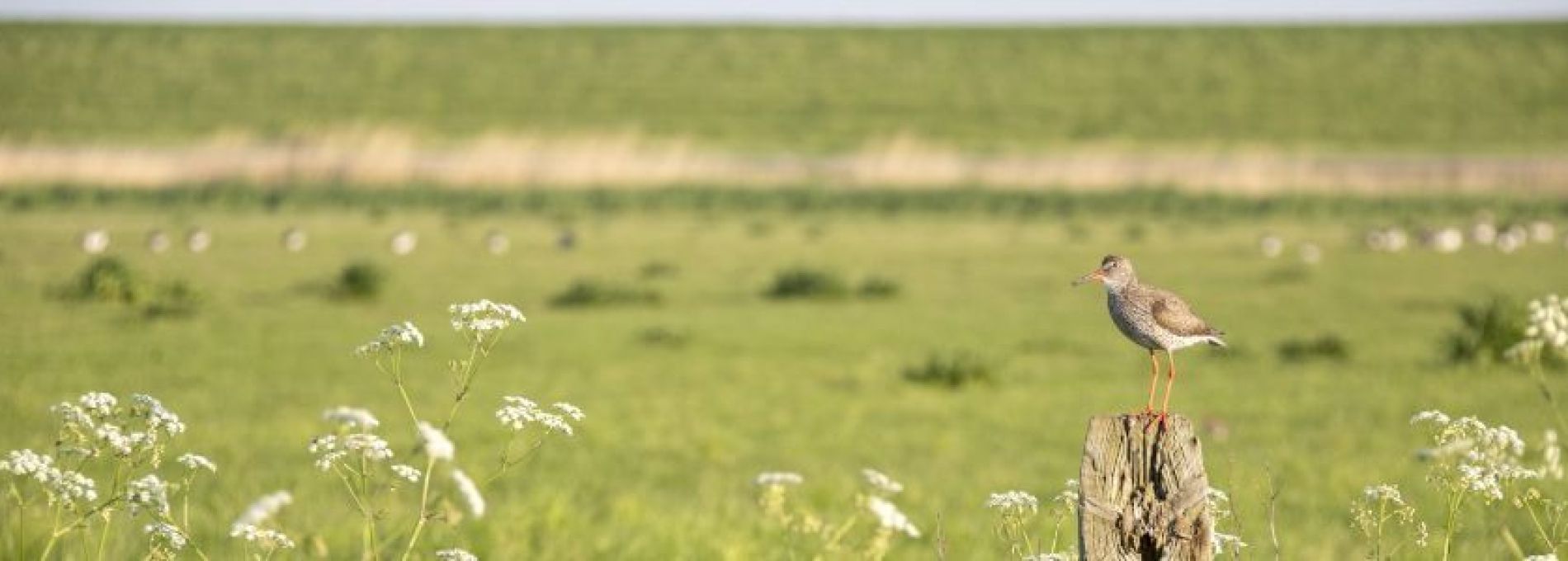 Veelgestelde vragen over dieren op Ameland - VVV Ameland