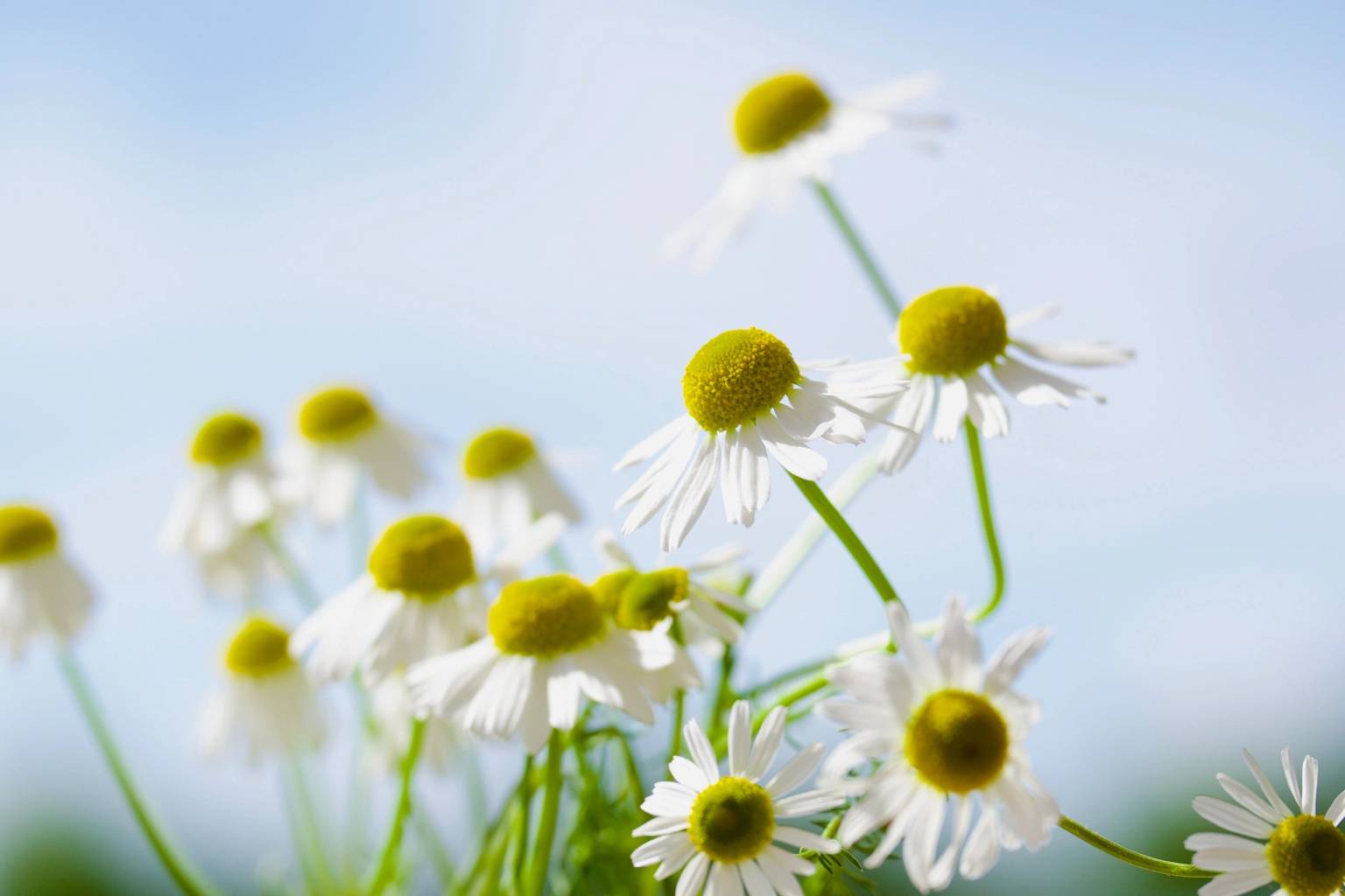 Amelander Flower Power zalf maken